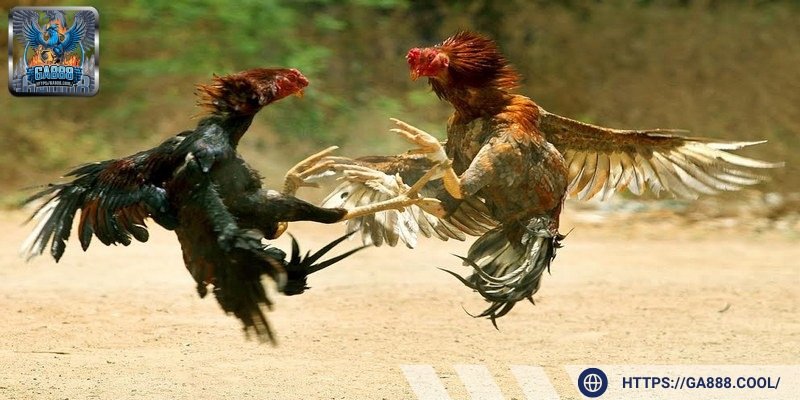 Đánh giá tổng quát ngoại hình giúp người chơi quyết định chuẩn xác hơn