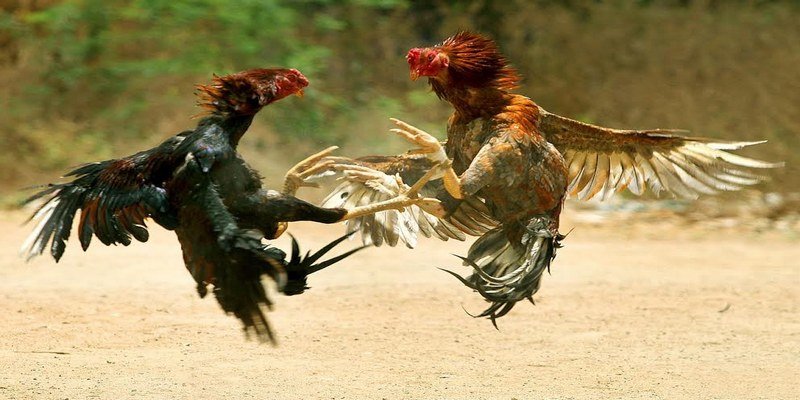 Gà chọi Bình Định - Chiến trường khốc liệt cho các kê sư thử thách